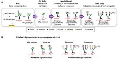 Hormonal Regulation of Follicle-Stimulating Hormone Glycosylation in Males